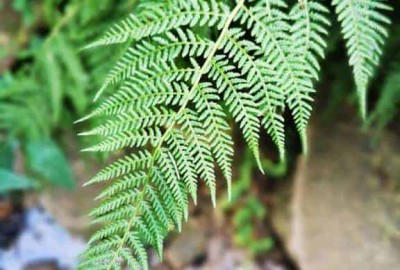 IMG_20200824_093230_Copy