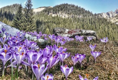 11156231_981663808518276_4724792504087676772_n