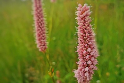 399765166_238246382379552_4693770918013295502_n