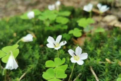 244473600_266160842068421_4342383632352150521_n