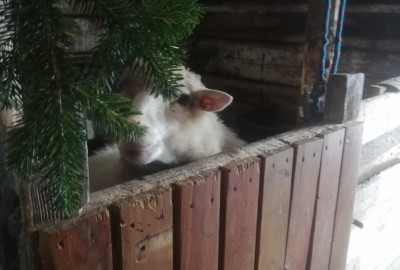 wyjazdy_swiateczne6_Lesna_Lesniczowka_Zubrzyca_m