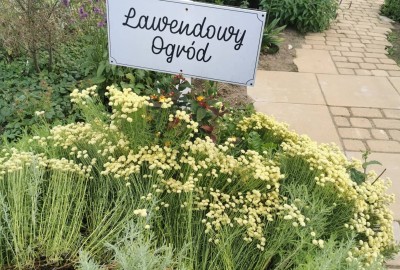 242011681_548832746396482_4691394075693946332_n