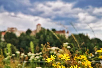 IMG_20200811_152052-01_Copy